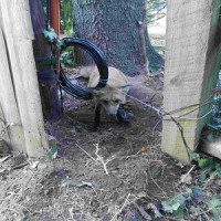 BuxMont-Wildlife-Trapping & Animal-Removal