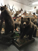Global Taxidermy Mounts