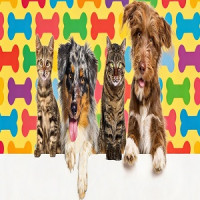 Pet Circle