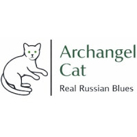 Archangel Cat Russian Blue Cattery
