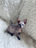 Bengal and sphynx kittens