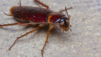 Morris Cockroach Control Sydney