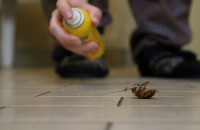 High Country Pest Control Experts