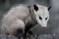 Possum Removal Perth