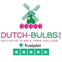 Dutch-bulbs