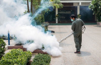 Orange County Termite Removal Experts