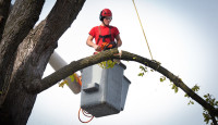 The City Different Tree Co