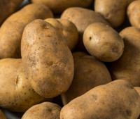 Wholesale Potato Suppliers in Netherland | Seed potato suppliers