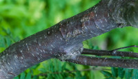 Eagle Rock Tree Service