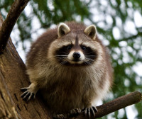 Wolverine Wildlife Co