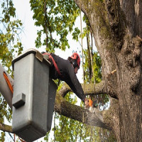 South Bay Tree Care Hawthorne