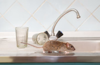 Pest Control Expert of Hill Country