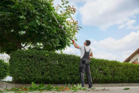 Zionsville Tree Service