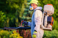 Moonlight Beach Termite Removal Experts
