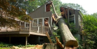 Baltimore Tree Discount Service