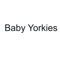 Baby Yorkie’s