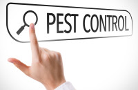 Sparkling Termite Removers