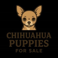 Potty Trained Chichuahua
