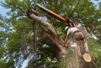 Canton Tree Service Pros