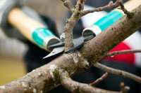 Wethersfield Tree Service Pros