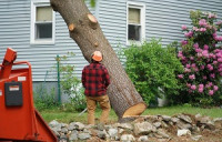 Greenfield Pro Tree service