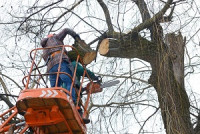 Justin Pro Tree Service