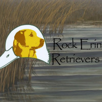 RockErin Kennels & Retrievers