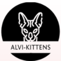 Alvi-kittens.com
