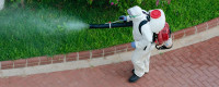Local Pest Control Pensacola