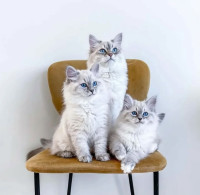Ragdoll kittens for sale