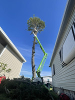 Tree Trimming Southwest Florida