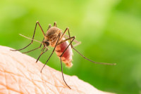 Mosquito Control of Charlotte