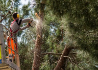 Vision Tree Service