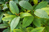 kratomonline
