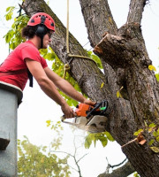 City of Churches Tree Service
