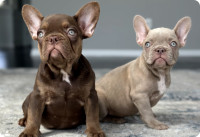 BeFrenchie