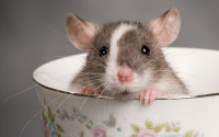 Morris Rodent Control Sydney