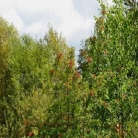 Willamette Falls Tree Service