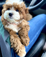Cavapoo puppies for sale