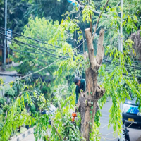 Kuna Tree Service Experts