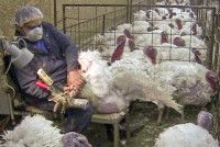 The Intersection of Animal Welfare and Veganism: A Compassionate Approach to Living