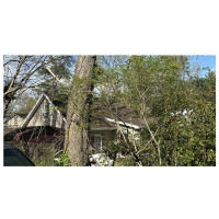 Tree-B-Gone