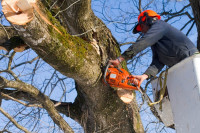 Tapia's Tree Experts and Landscaping LLC - Chapin