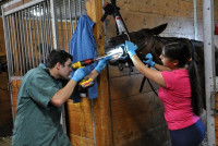 Equine Dentistry Tools