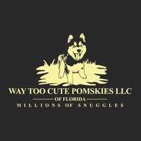 Way too Cute Pomskies