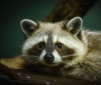 Gem City Wildlife Experts