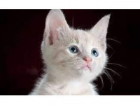 Online vet consultation