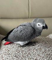 African Grey Parrot For Sale
