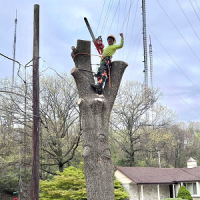Cabanas Tree Expert