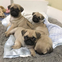 Pug puppies for sale